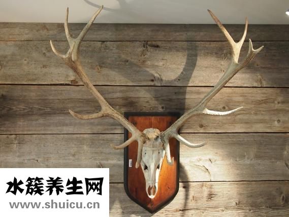 整根鲜鹿茸怎么加工