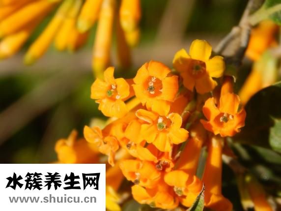 脸部俩边肿胀怎么办
