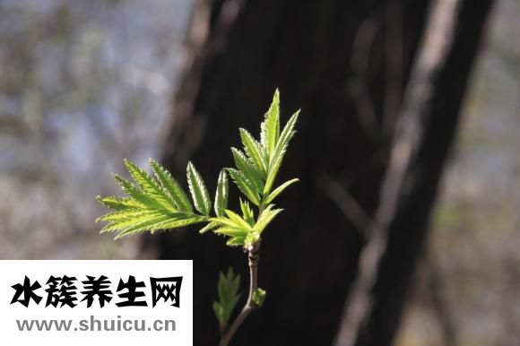 肾癌切除后怎么保养