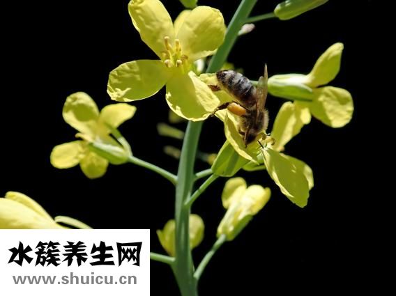 酸菜鱼过夜怎么保存