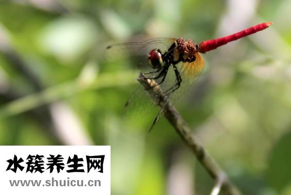 怎么快捷驱臭虫