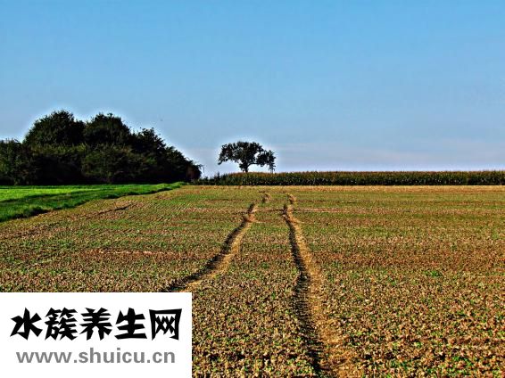怎么栽树苗