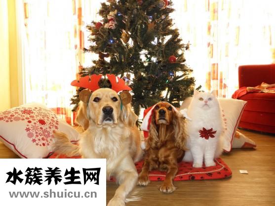 宠物店该怎么选址？一起来了解一下
