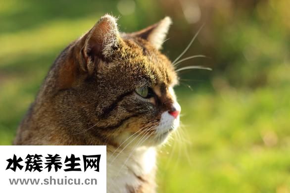 狗狗身上脱毛怎么办