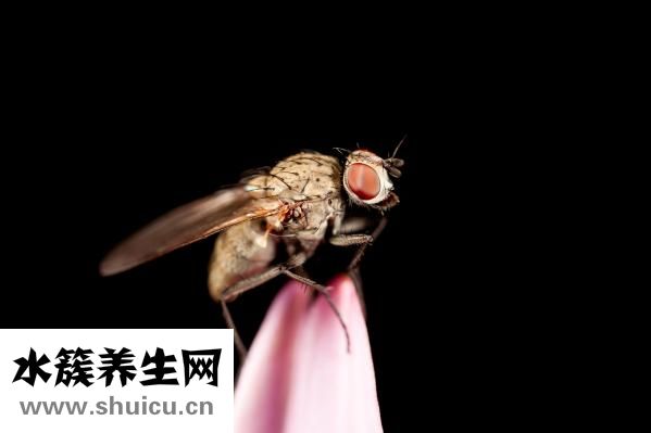 怎么快捷驱臭虫