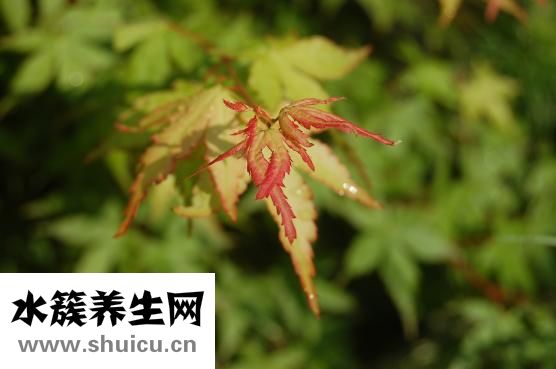 怎么检查听力