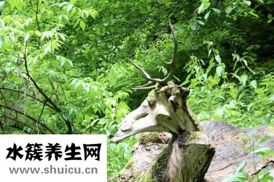鹿茸泡酒怎么做好吃又营养（鹿茸泡酒的最佳搭配配方）