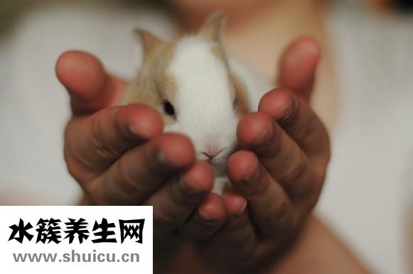夹兔怎么避免老鼠