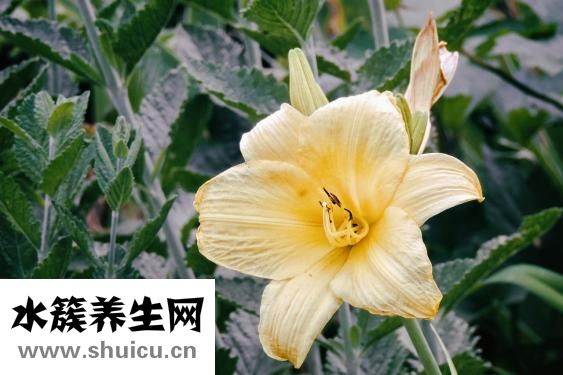 毛豆芋艿怎么烧