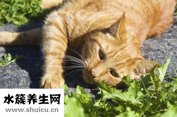 宠物店该怎么选址