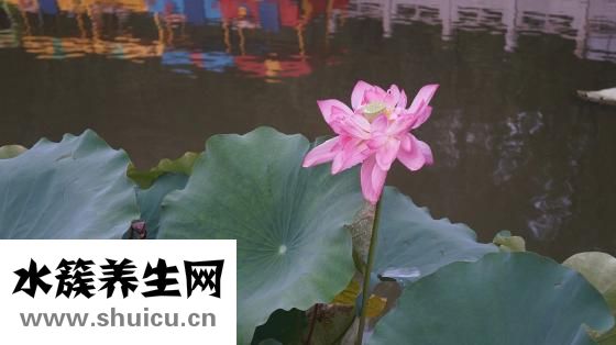 薄荷花怎么吃