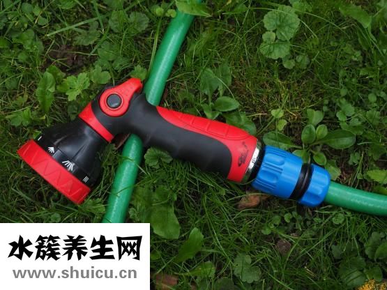 犬瘟热怎么办