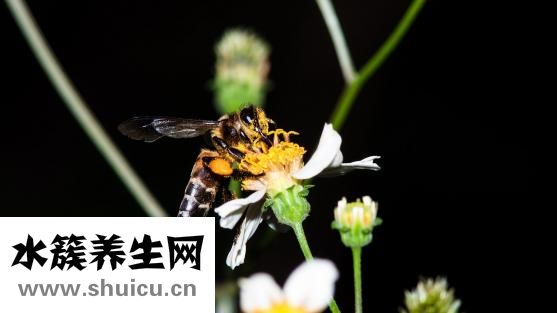 怎么提取蜂蜜