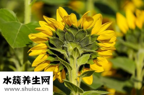 秋葵花怎么晒干
