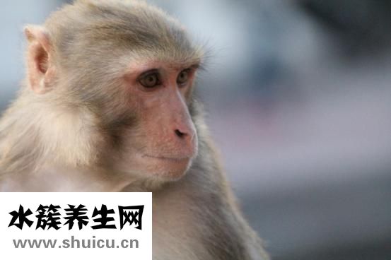 猴子痒痒怎么办