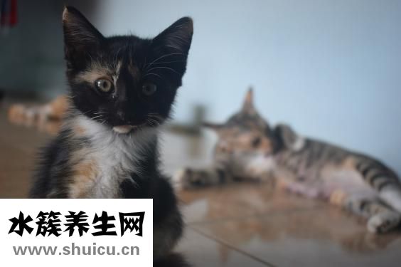 真羊羊怎么得