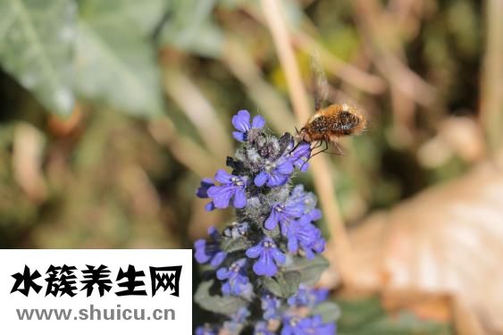 怎么提取纯蜂蜜？这几种方式很普遍