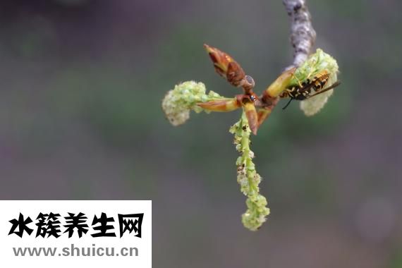 怎么快捷驱臭虫