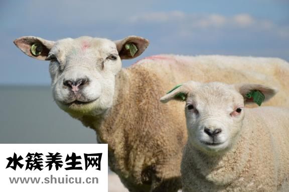 怀孕母羊脱肛怎么办