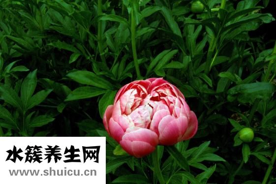 牡丹花起牙虫怎么办中医认为有清热凉血止血平喘作用