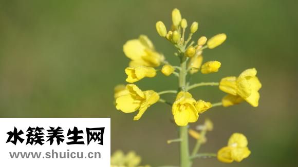 油锅燃了怎么洗