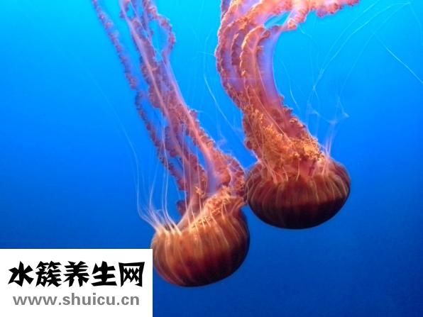 怎么捞海蜇