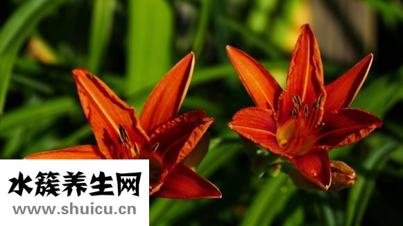 毛豆芋艿怎么烧