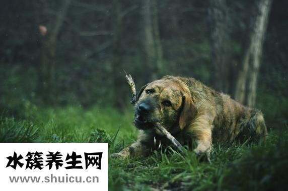 狗狗耳杂感染怎么办