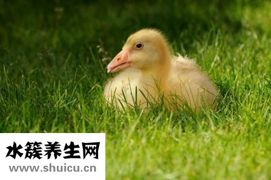 宝宝小鸡氧怎么办