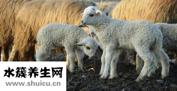 真羊羊怎么得