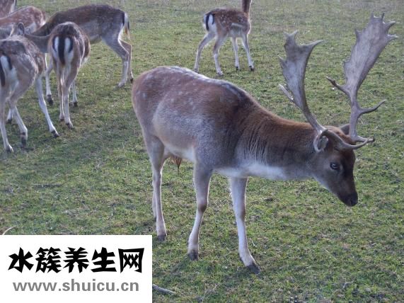 整根鲜鹿茸怎么加工