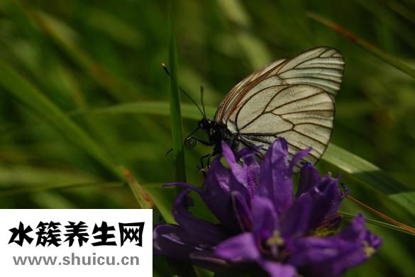 酸菜鱼过夜怎么保存