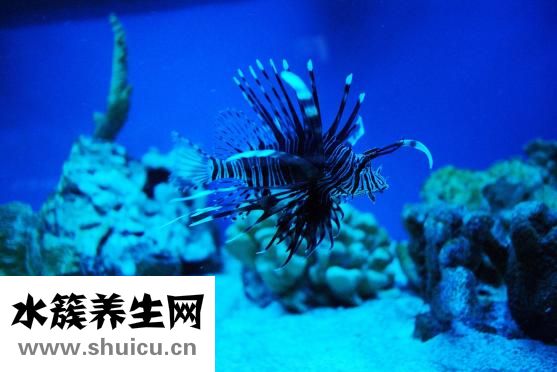 海洋宝宝怎么生孩子
