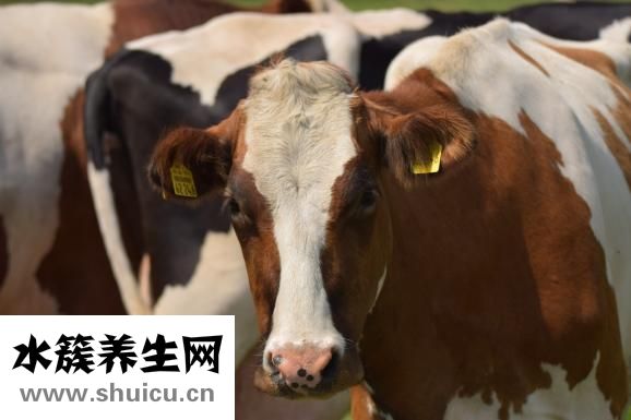 怎么用牛肉陷做肉饼