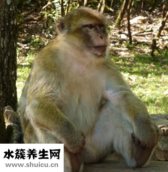猴子痒痒怎么办