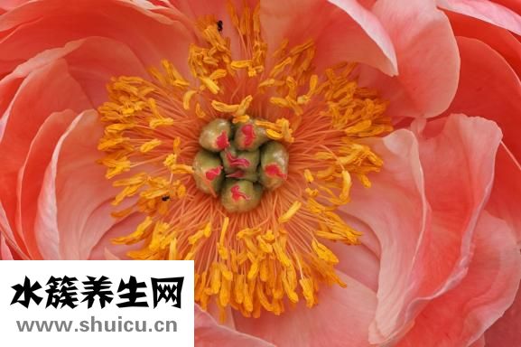 牡丹花起牙虫怎么办