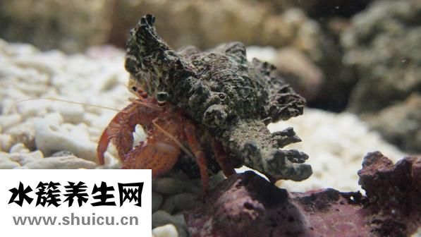 寄居蟹冬天怎么办