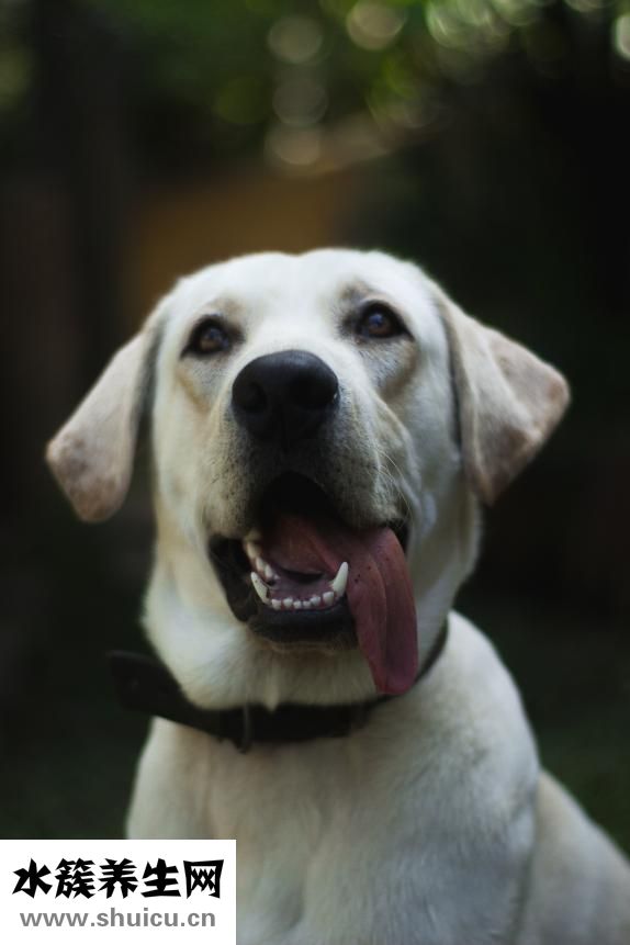 白狗毛发黄怎么洗白