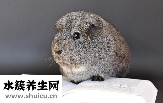 猫知道怎么回家吗