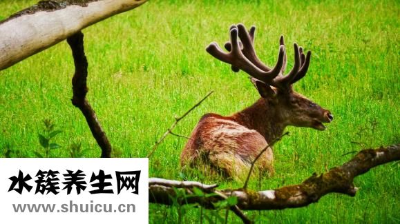 整根鲜鹿茸怎么加工