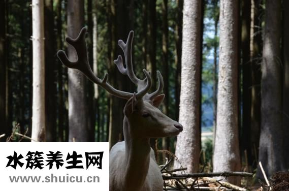 整根鲜鹿茸怎么加工