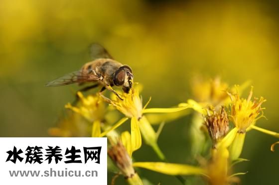 怎么除蜜蜂