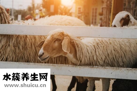 怀孕母羊脱肛怎么办