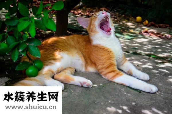 多囊应该怎么确诊