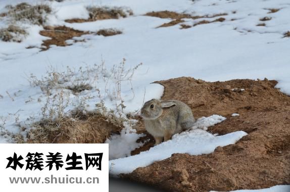 夹兔怎么避免老鼠
