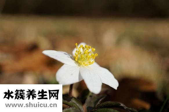 怎么治疗冻手冻脚