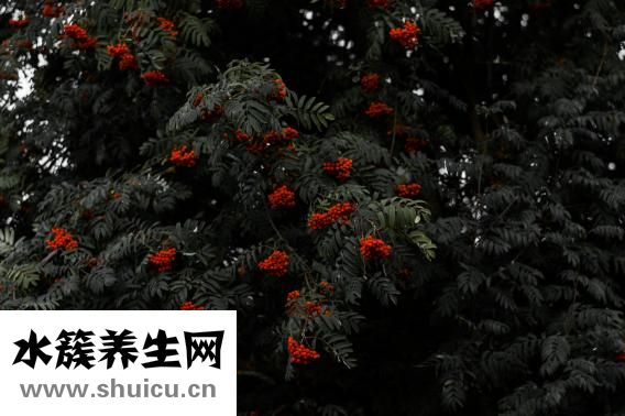 男人胡子怎么留