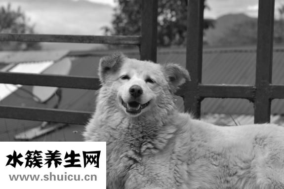 怎么让宠物变脏
