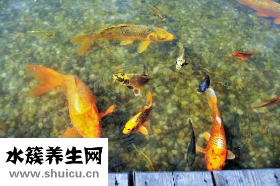 怎么能养好草金鱼
