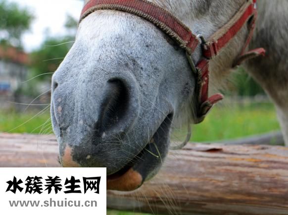 表皮毛痣怎么治疗